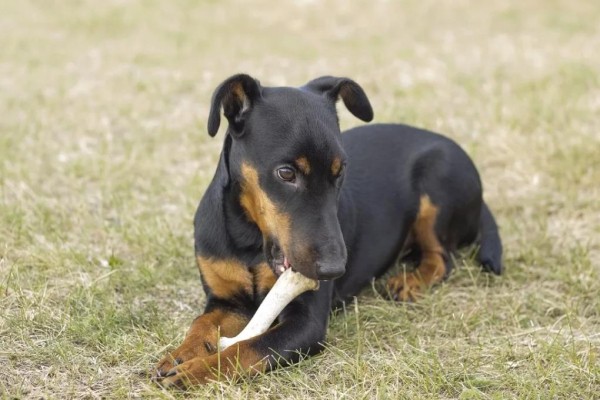 Ягдтерьер (немецкий): фото и видео, характеристики и особенности породы, уход Ягдтерьер (немецкий): фото и видео, характеристики и особенности породы, уход