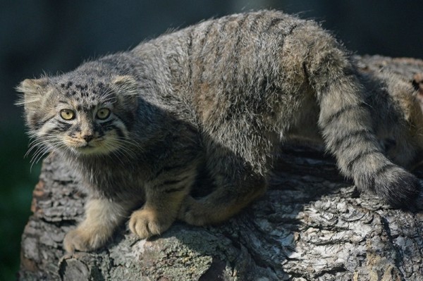 12 удивительных и редких животных, которых можно увидеть в Московском зоопарке 12 удивительных и редких животных, которых можно увидеть в Московском зоопарке