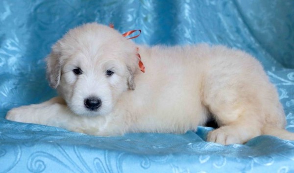 Южнорусская овчарка: характер, фото, уход и содержание питомца