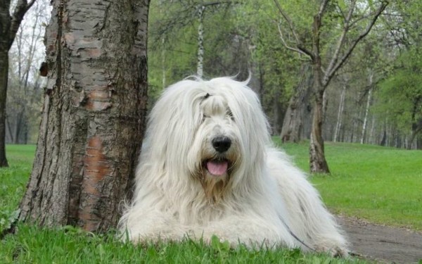 Южнорусская овчарка: характер, фото, уход и содержание питомца Южнорусская овчарка: характер, фото, уход и содержание питомца