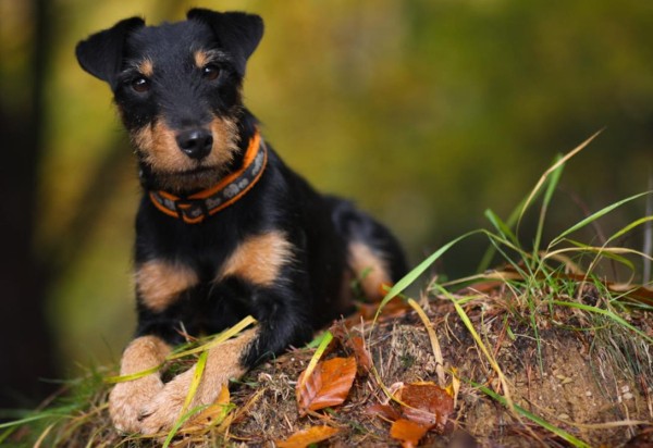 Ягдтерьер (немецкий): фото и видео, характеристики и особенности породы, уход Ягдтерьер (немецкий): фото и видео, характеристики и особенности породы, уход