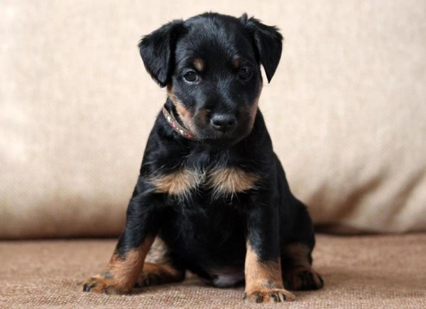 Ягдтерьер (немецкий): фото и видео, характеристики и особенности породы, уход