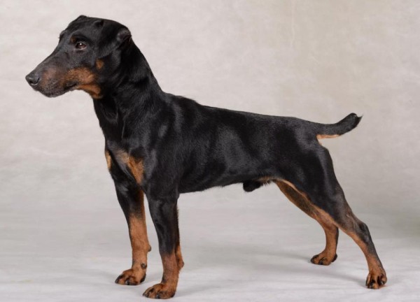 Ягдтерьер (немецкий): фото и видео, характеристики и особенности породы, уход