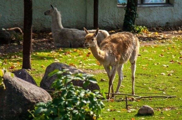 12 удивительных и редких животных, которых можно увидеть в Московском зоопарке 12 удивительных и редких животных, которых можно увидеть в Московском зоопарке