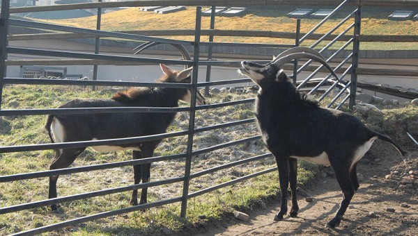 12 удивительных и редких животных, которых можно увидеть в Московском зоопарке 12 удивительных и редких животных, которых можно увидеть в Московском зоопарке