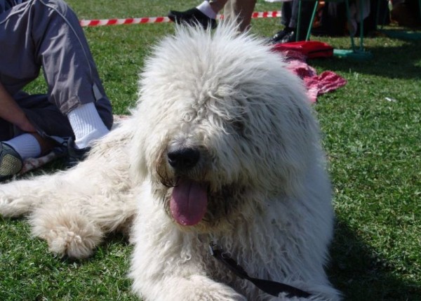 Южнорусская овчарка: характер, фото, уход и содержание питомца