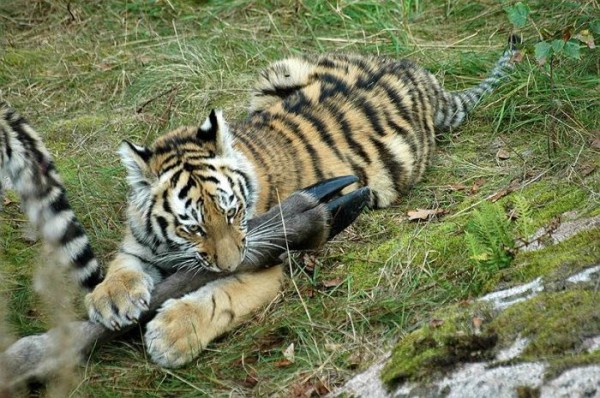 10 интересных фактов о тиграх 10 интересных фактов о тиграх