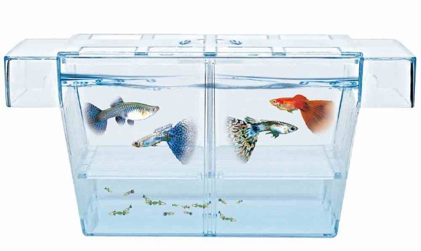 Как перевезти аквариумных рыбок – правила и советы Как перевезти аквариумных рыбок – правила и советы