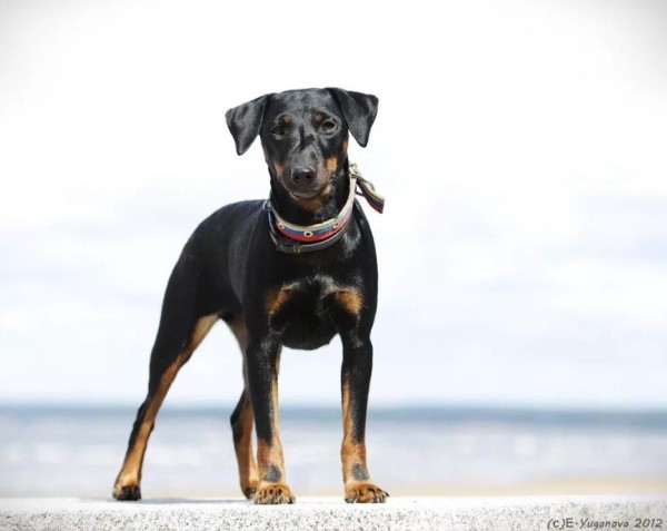 Ягдтерьер (немецкий): фото и видео, характеристики и особенности породы, уход