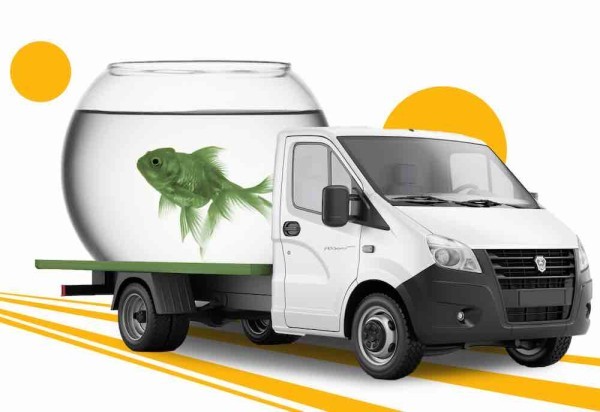 Как перевезти аквариумных рыбок – правила и советы Как перевезти аквариумных рыбок – правила и советы