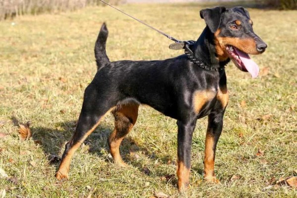 Ягдтерьер (немецкий): фото и видео, характеристики и особенности породы, уход