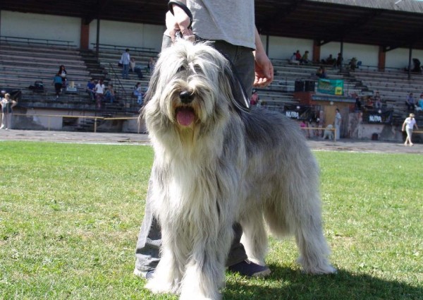 Южнорусская овчарка: характер, фото, уход и содержание питомца Южнорусская овчарка: характер, фото, уход и содержание питомца
