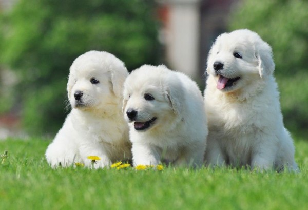 Южнорусская овчарка: характер, фото, уход и содержание питомца Южнорусская овчарка: характер, фото, уход и содержание питомца