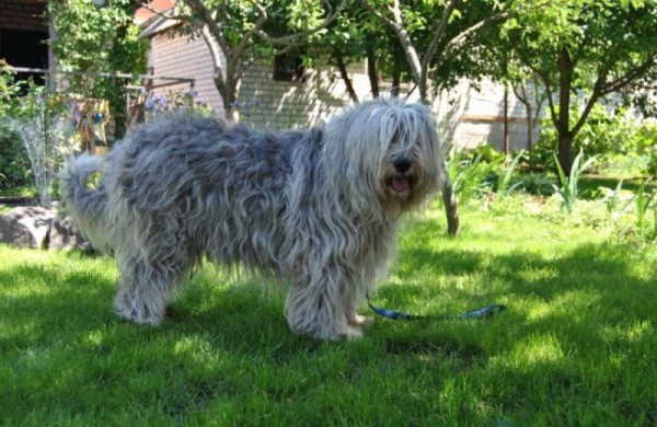 Южнорусская овчарка: характер, фото, уход и содержание питомца