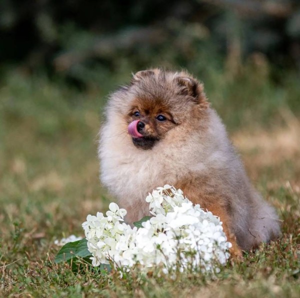 Вес шпица по месяцам, рост, таблица для померанского, мини и других видов