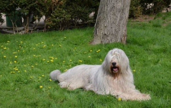 Южнорусская овчарка: характер, фото, уход и содержание питомца