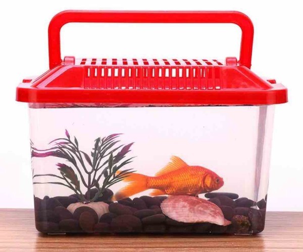 Как перевезти аквариумных рыбок – правила и советы Как перевезти аквариумных рыбок – правила и советы