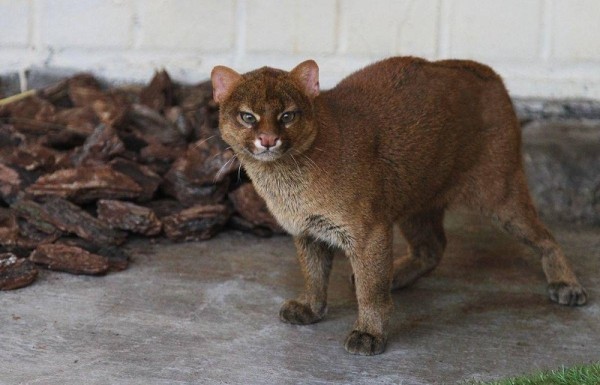 12 удивительных и редких животных, которых можно увидеть в Московском зоопарке 12 удивительных и редких животных, которых можно увидеть в Московском зоопарке