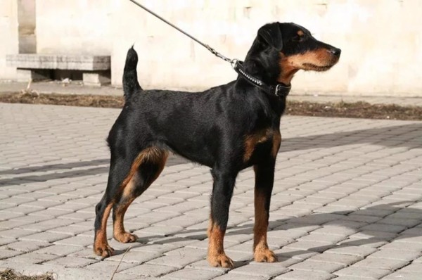 Ягдтерьер (немецкий): фото и видео, характеристики и особенности породы, уход