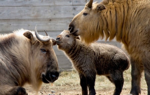 12 удивительных и редких животных, которых можно увидеть в Московском зоопарке 12 удивительных и редких животных, которых можно увидеть в Московском зоопарке