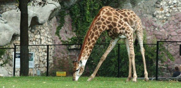 12 удивительных и редких животных, которых можно увидеть в Московском зоопарке 12 удивительных и редких животных, которых можно увидеть в Московском зоопарке