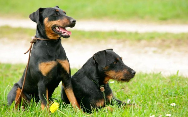 Ягдтерьер (немецкий): фото и видео, характеристики и особенности породы, уход Ягдтерьер (немецкий): фото и видео, характеристики и особенности породы, уход