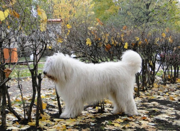 Южнорусская овчарка: характер, фото, уход и содержание питомца Южнорусская овчарка: характер, фото, уход и содержание питомца