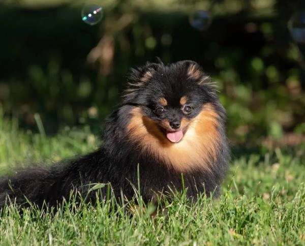 Вес шпица по месяцам, рост, таблица для померанского, мини и других видов