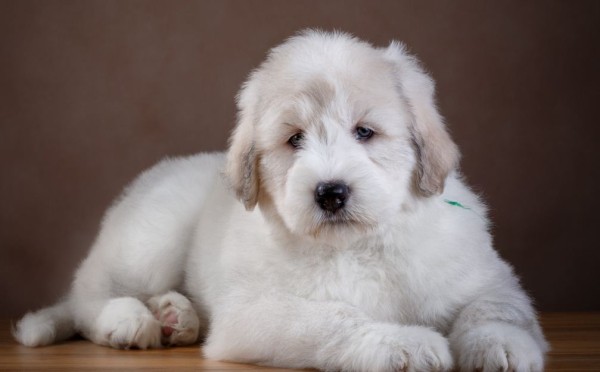 Южнорусская овчарка: характер, фото, уход и содержание питомца