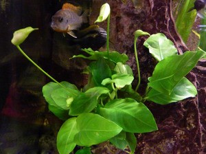 Cодержание анубиаса в аквариуме Cодержание анубиаса в аквариуме