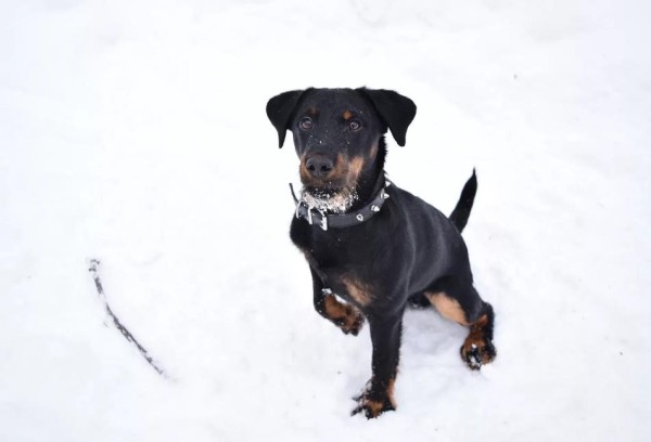 Ягдтерьер (немецкий): фото и видео, характеристики и особенности породы, уход