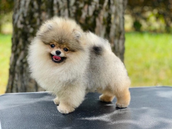 Вес шпица по месяцам, рост, таблица для померанского, мини и других видов