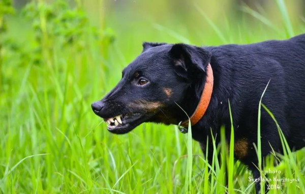 Ягдтерьер (немецкий): фото и видео, характеристики и особенности породы, уход Ягдтерьер (немецкий): фото и видео, характеристики и особенности породы, уход