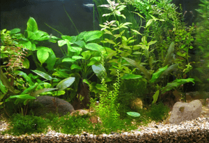 Cодержание анубиаса в аквариуме Cодержание анубиаса в аквариуме