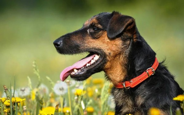 Ягдтерьер (немецкий): фото и видео, характеристики и особенности породы, уход Ягдтерьер (немецкий): фото и видео, характеристики и особенности породы, уход