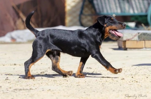 Ягдтерьер (немецкий): фото и видео, характеристики и особенности породы, уход Ягдтерьер (немецкий): фото и видео, характеристики и особенности породы, уход