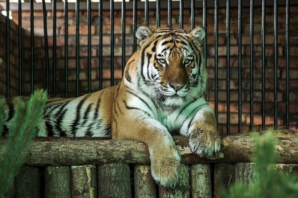 10 интересных фактов о тиграх 10 интересных фактов о тиграх