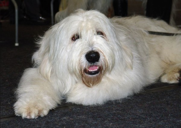 Южнорусская овчарка: характер, фото, уход и содержание питомца Южнорусская овчарка: характер, фото, уход и содержание питомца