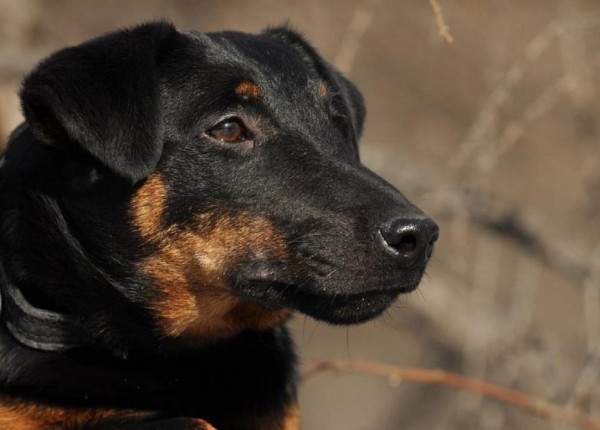 Ягдтерьер (немецкий): фото и видео, характеристики и особенности породы, уход