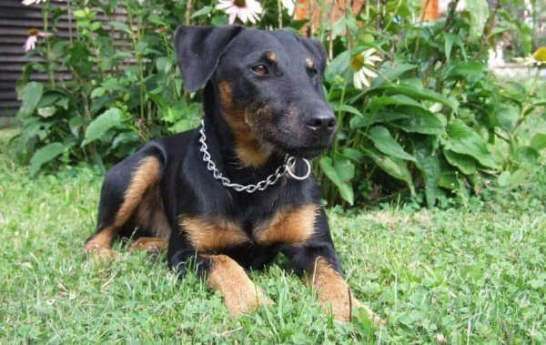 Ягдтерьер (немецкий): фото и видео, характеристики и особенности породы, уход