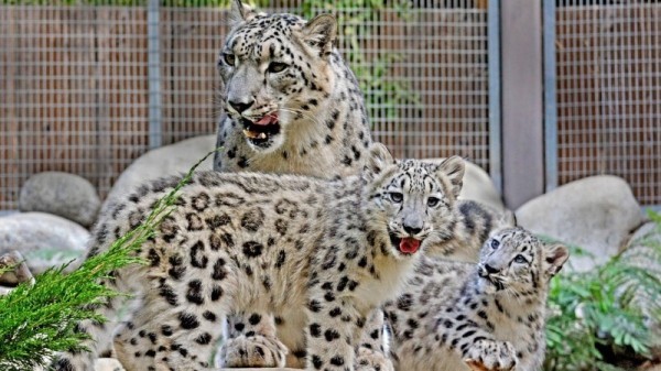 12 удивительных и редких животных, которых можно увидеть в Московском зоопарке 12 удивительных и редких животных, которых можно увидеть в Московском зоопарке