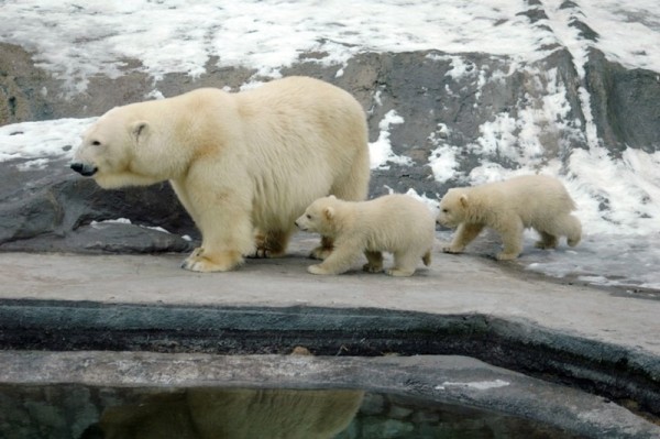 12 удивительных и редких животных, которых можно увидеть в Московском зоопарке 12 удивительных и редких животных, которых можно увидеть в Московском зоопарке