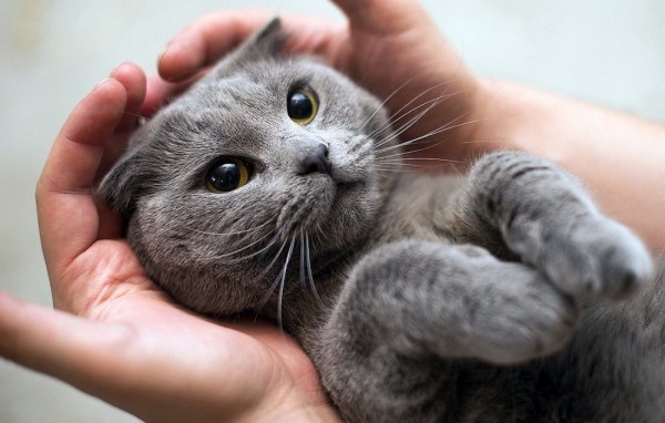 3 шага, чтобы сделать коту клизму в домашних условиях 3 шага, чтобы сделать коту клизму в домашних условиях