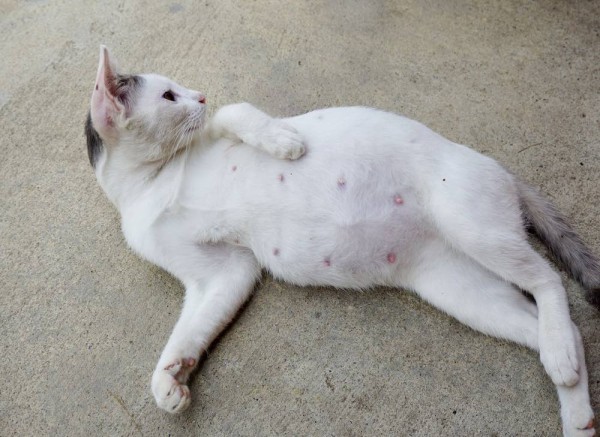 3 шага, чтобы сделать коту клизму в домашних условиях 3 шага, чтобы сделать коту клизму в домашних условиях