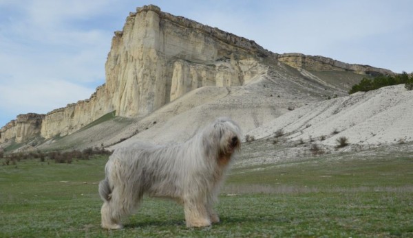 Южнорусская овчарка: характер, фото, уход и содержание питомца