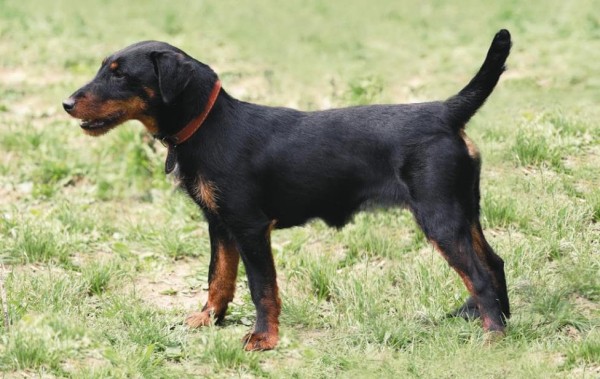 Ягдтерьер (немецкий): фото и видео, характеристики и особенности породы, уход