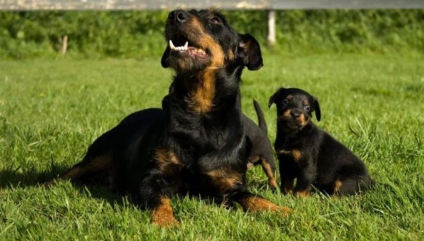 Ягдтерьер (немецкий): фото и видео, характеристики и особенности породы, уход Ягдтерьер (немецкий): фото и видео, характеристики и особенности породы, уход