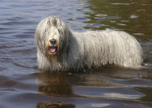 Южнорусская овчарка: характер, фото, уход и содержание питомца