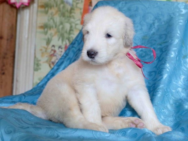 Южнорусская овчарка: характер, фото, уход и содержание питомца