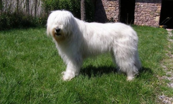 Южнорусская овчарка: характер, фото, уход и содержание питомца